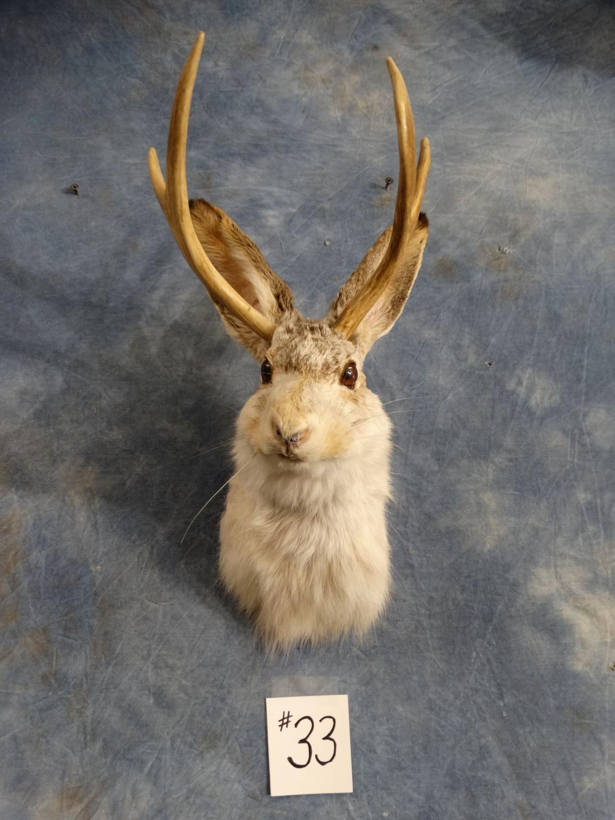 Jackalope Shoulder Mount Taxidermy