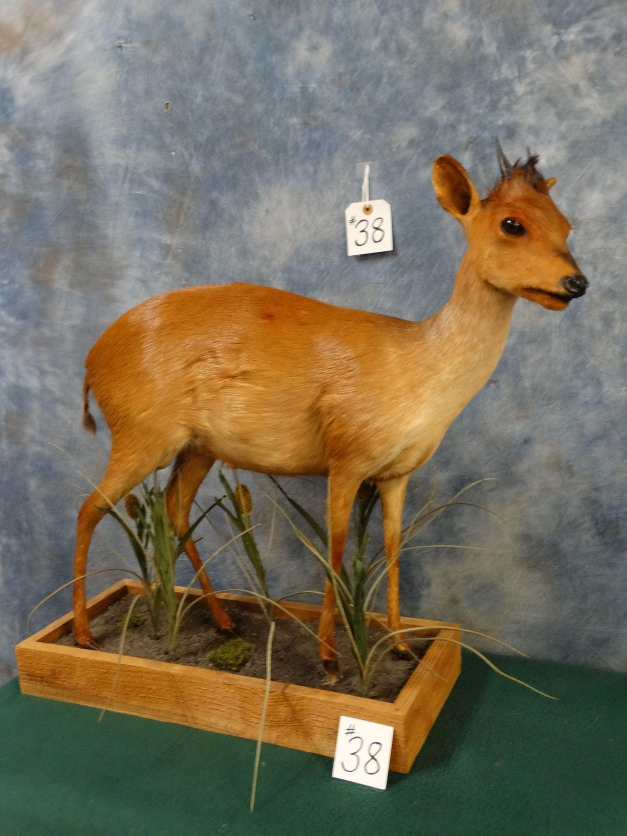 African Natal Red Duiker Full Body Mount Taxidermy