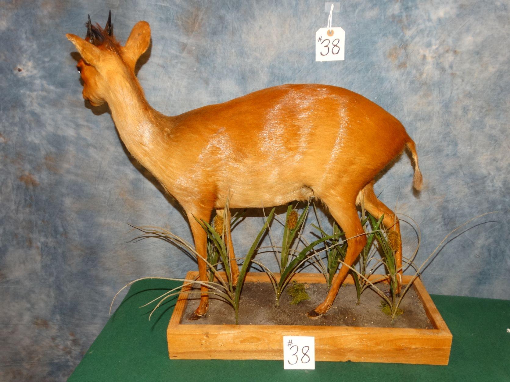 African Natal Red Duiker Full Body Mount Taxidermy