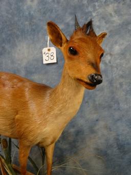 African Natal Red Duiker Full Body Mount Taxidermy