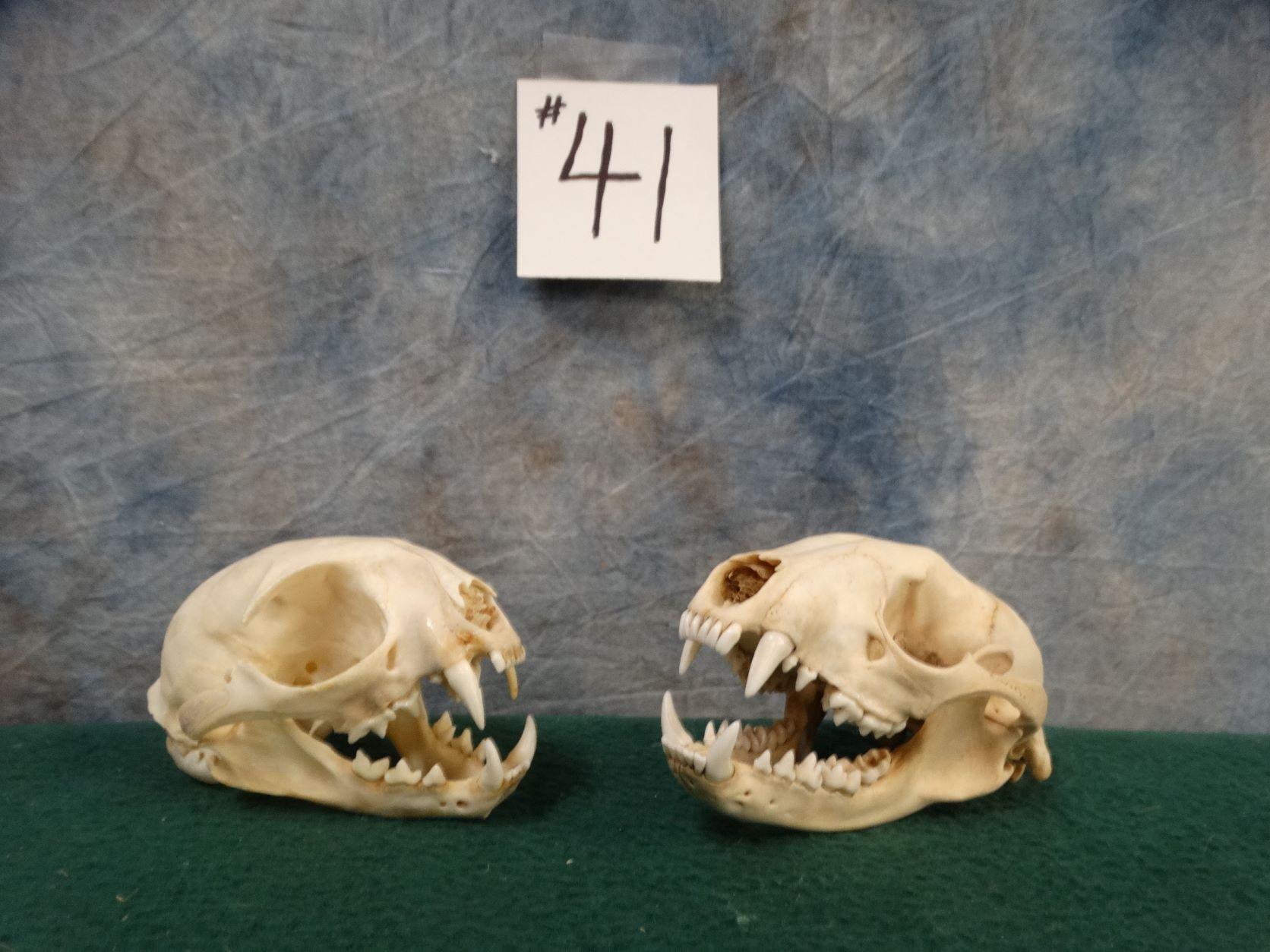 African Genet and Civet Skulls Taxidermy ( 2 x $ )