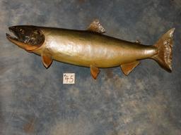 Real Skin 34" Atlantic Salmon Fish Mount Taxidermy