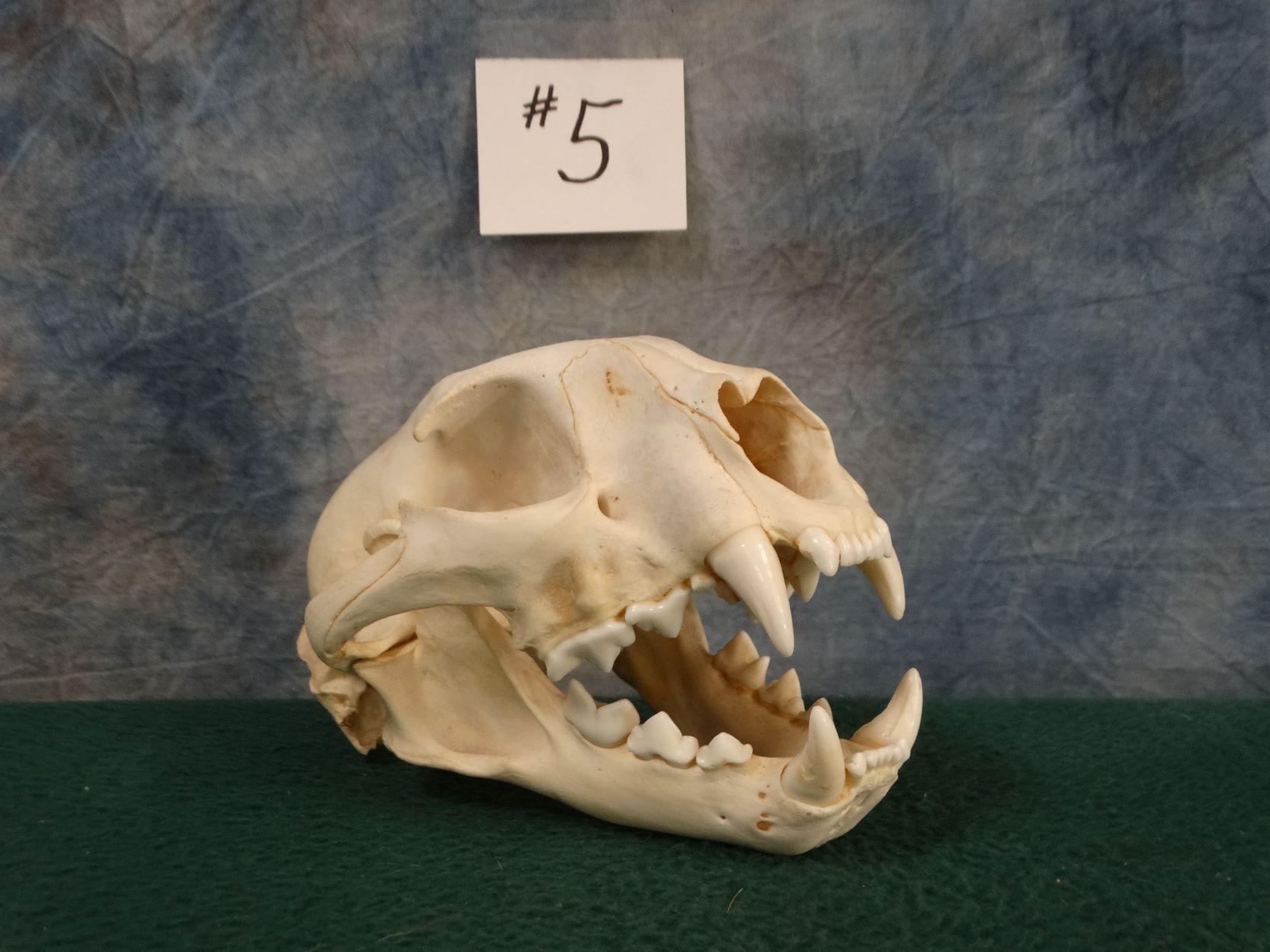 Mountain Lion Skull Taxidermy