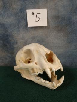 Mountain Lion Skull Taxidermy