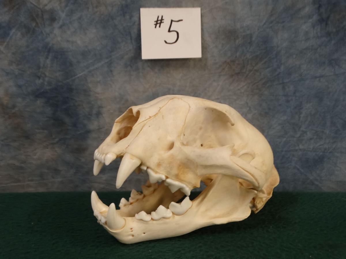 Mountain Lion Skull Taxidermy