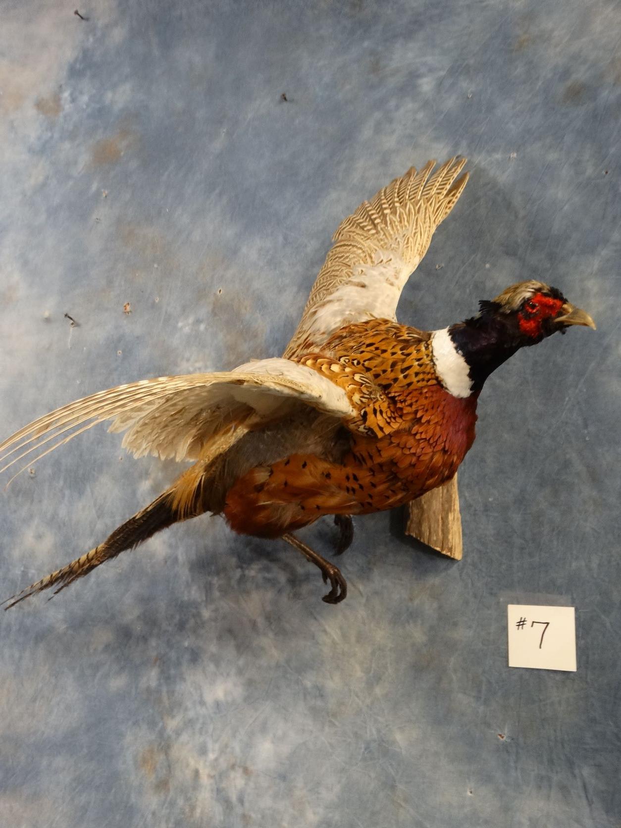 Flying Ringneck Phesant Mount Taxidermy