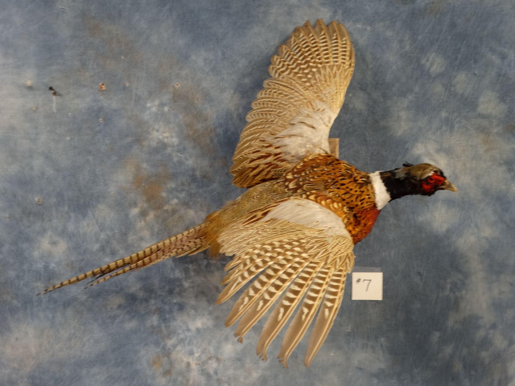 Flying Ringneck Phesant Mount Taxidermy