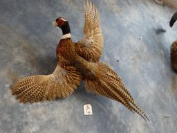 Ringneck Pheasant Flying Mount Taxidermy