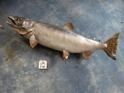 33" Real Skin Silver or Coho Salmon Fish Mount Taxidermy