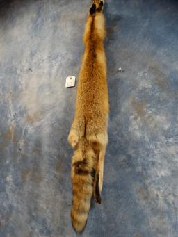Tanned Red Fox Taxidermy Skin