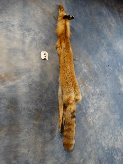 Tanned Red Fox Taxidermy Skin