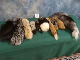 10 Tanned Varmit Tails of Several Skinds Taxidermy (10 x $ )
