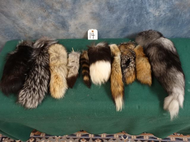 10 Tanned Varmit Tails of Several Skinds Taxidermy (10 x $ )