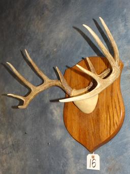 10pt. Whitetail Deer Rack on Panel Taxidermy