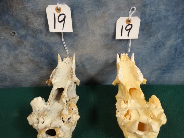 Two Top Half Black Bear Skulls Taxidermy ( 2 x $ )