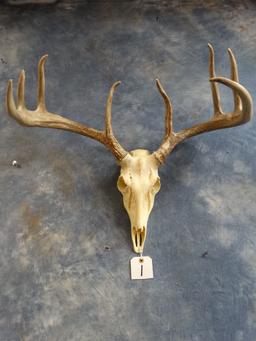 Pair of Nice Matching Whitetail Deer Sheds Taxidermy