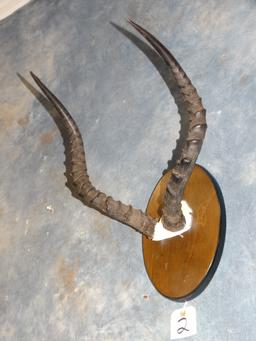 Southern Impala Horn Mount Taxidermy