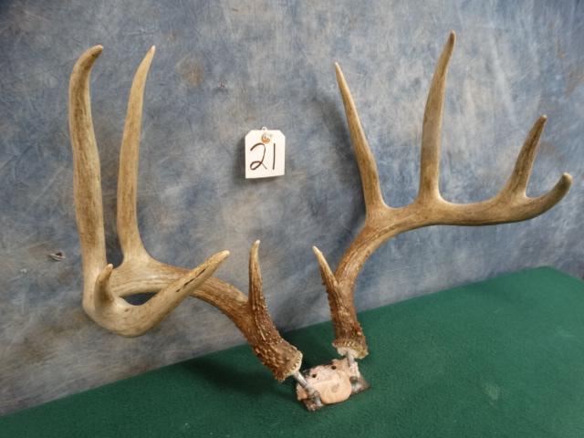 Mounted Pair of Whitetail Deer Sheds Taxidermy