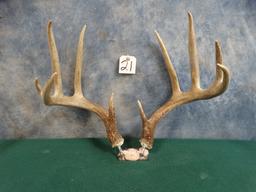 Mounted Pair of Whitetail Deer Sheds Taxidermy