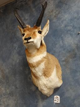 Pronghorn Antelope Shoulder Mount Taxidermy