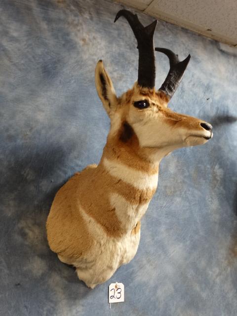 Pronghorn Antelope Shoulder Mount Taxidermy