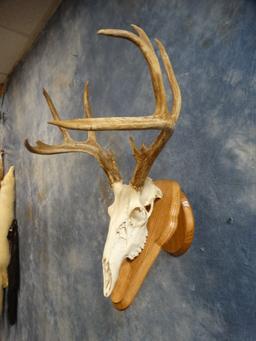 12 point Whitetail Deer Skull Taxidermy Mount on Wall Pedestal Panel