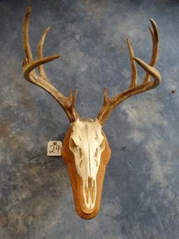 12 point Whitetail Deer Skull Taxidermy Mount on Wall Pedestal Panel