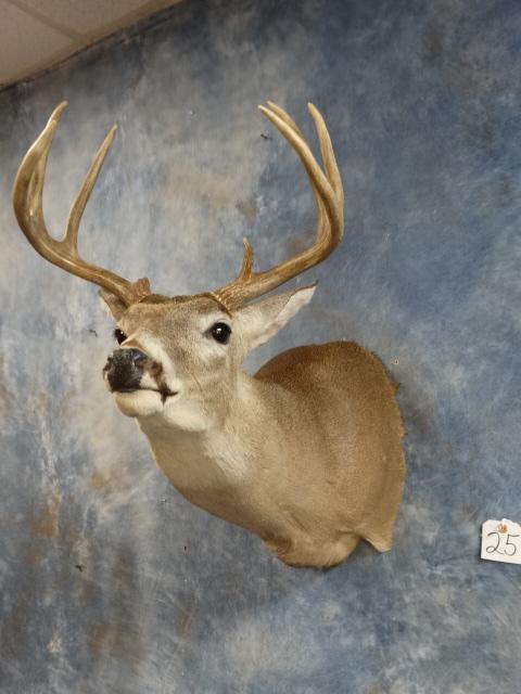 7 point Whitetail Deer Shoulder Mount Taxidermy