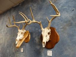 Pair of Whitetail Deer Skulls on wall Pedestal Panels Taxidermy ( 2 x $)