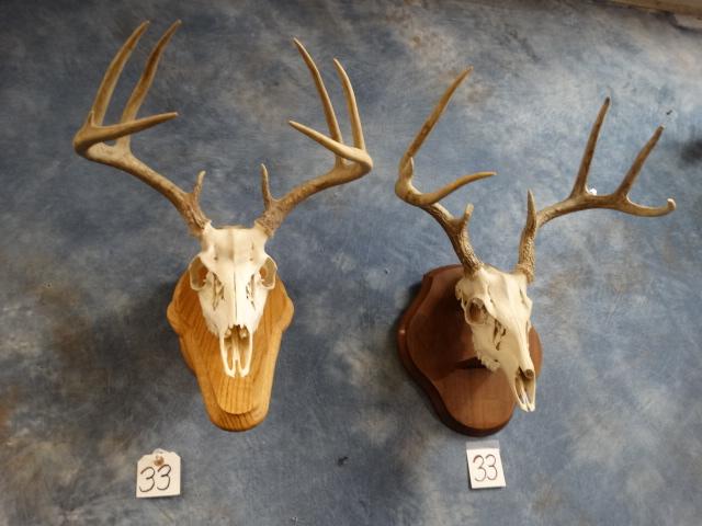 Pair of Whitetail Deer Skulls on wall Pedestal Panels Taxidermy ( 2 x $)