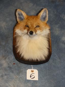 Red Fox Head Mount on Plaque Taxidermy