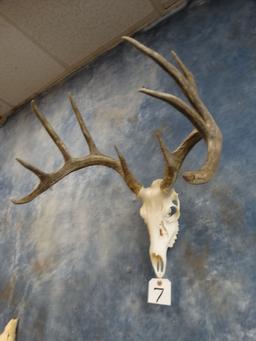 10pt. Whitetail Deer Skull Taxidermy Mount