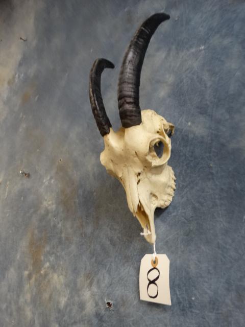 Spanish Goat Skull Taxidermy