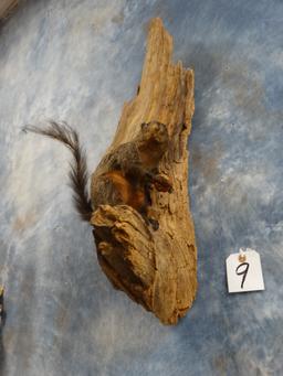 Fox Squirrel in Tree Full Body Mount Taxidermy