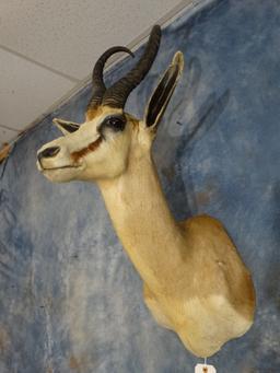 African Kalahari Springbuck Gazelle Shoulder Mount Taxidermy