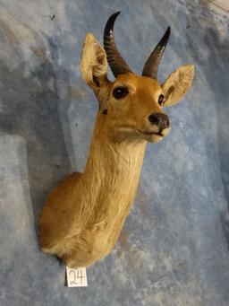 West African Bohor Reedbuck Shoulder Mount Taxidermy