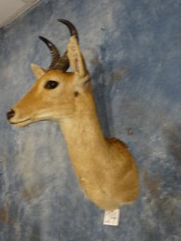 West African Bohor Reedbuck Shoulder Mount Taxidermy