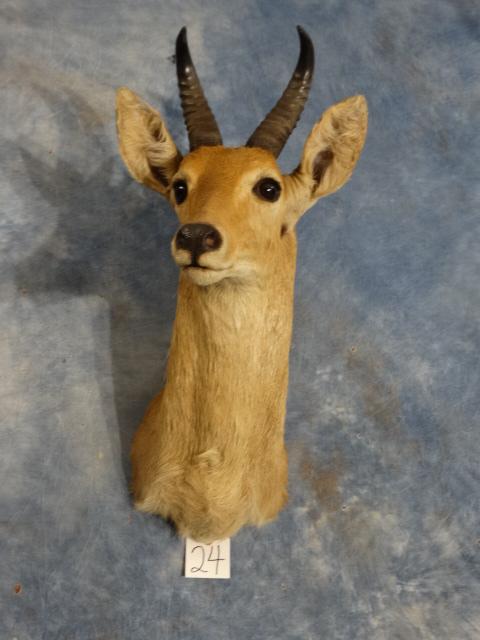 West African Bohor Reedbuck Shoulder Mount Taxidermy