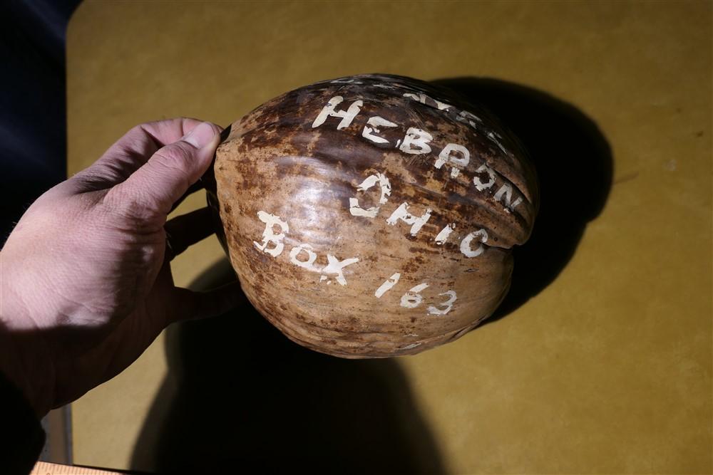 WWII Coconut sent by William "Bud" Sayre to Father Fred in Hebron.