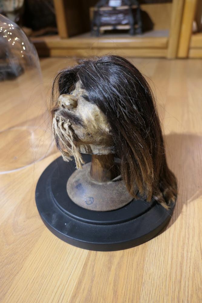 Unusual old Shrunken Head under Glass