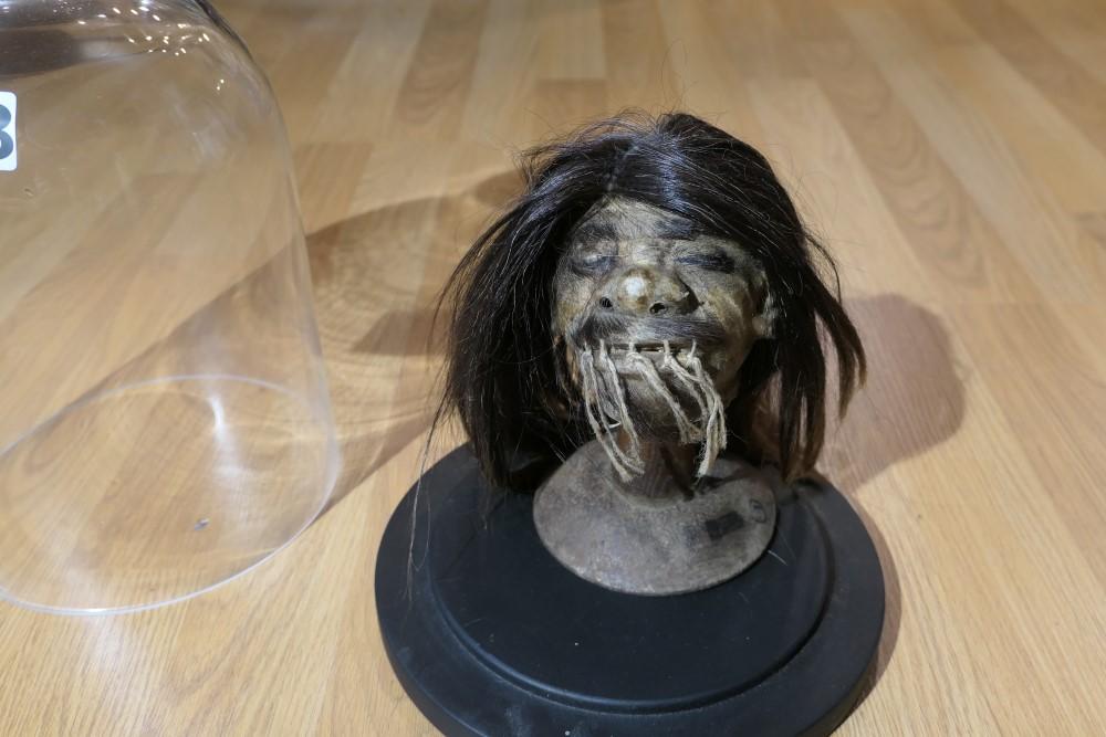 Unusual old Shrunken Head under Glass