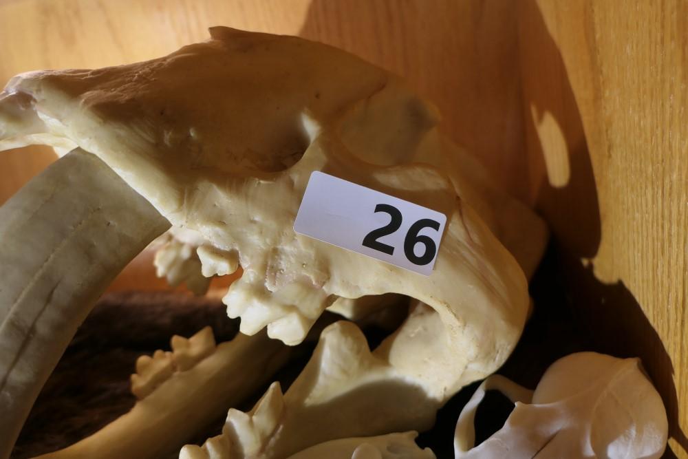 Shelf lot - tooth necklace, faux bone skulls