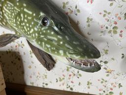 Vintage Freshwater Mounted Fish - Northern PIke