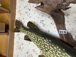 Vintage Freshwater Mounted Fish - Northern PIke