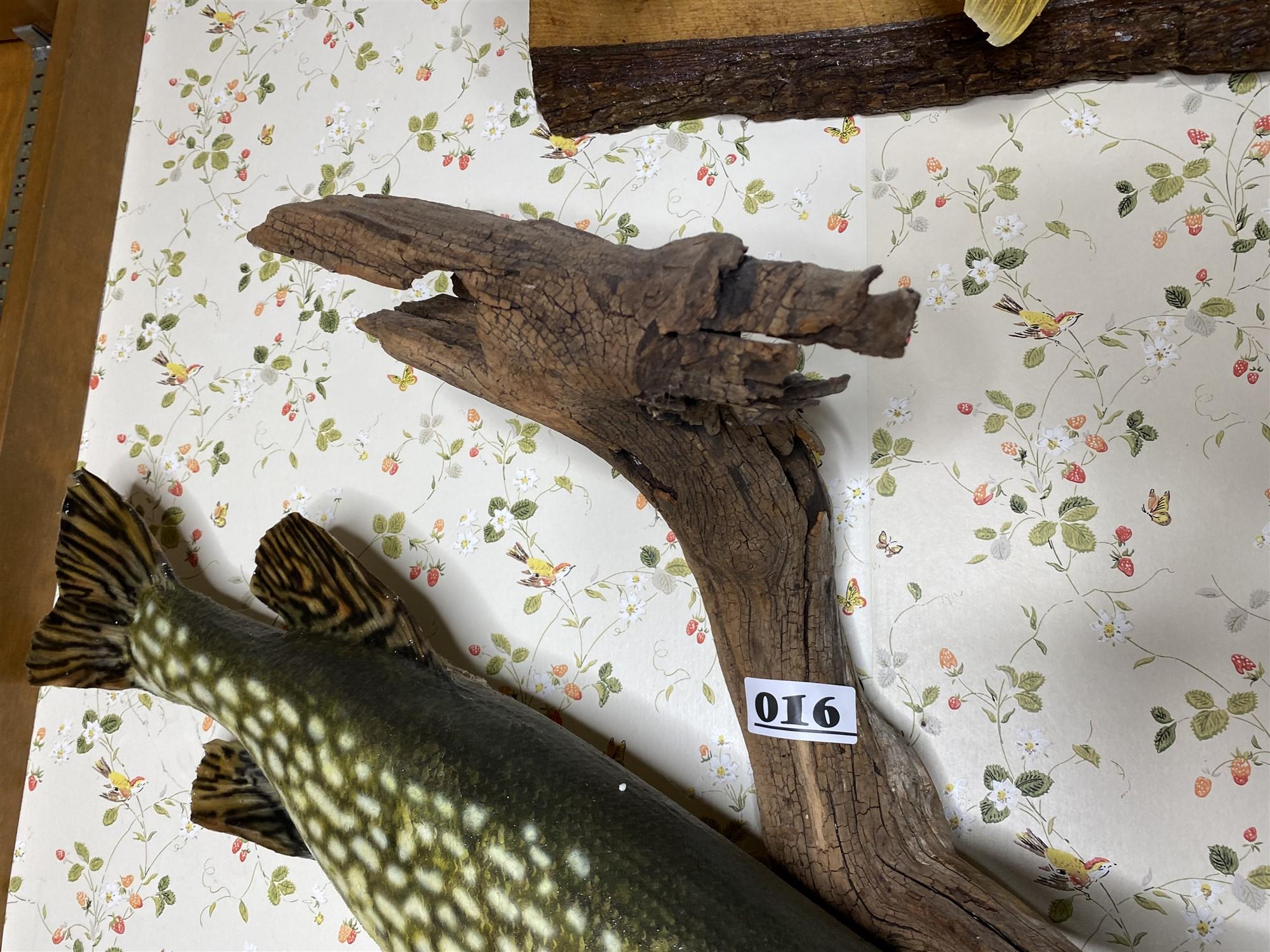 Vintage Freshwater Mounted Fish - Northern PIke