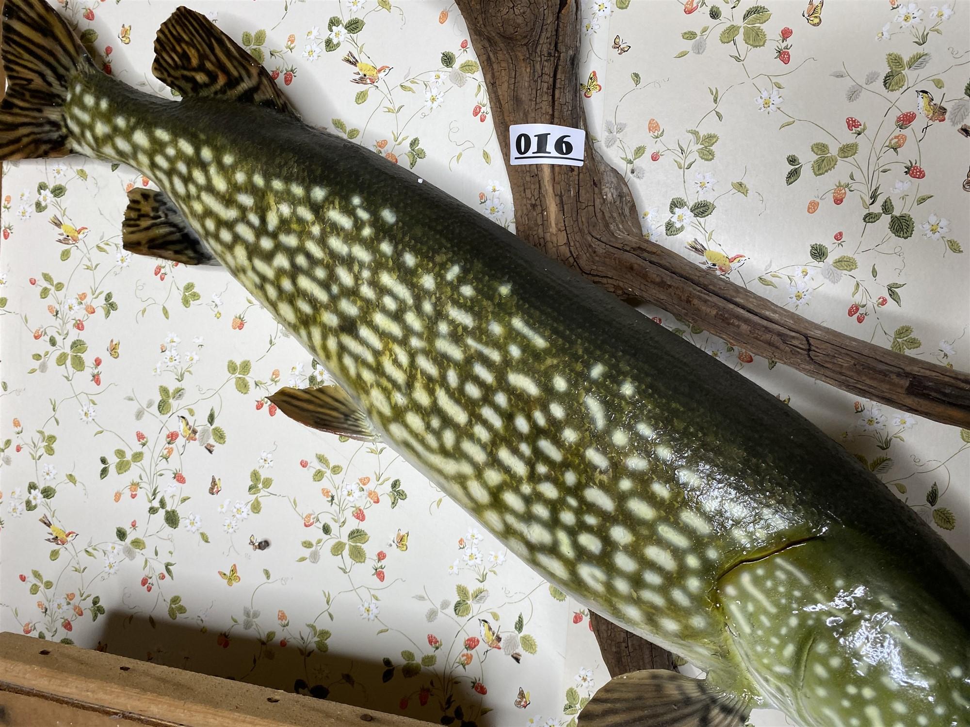 Vintage Freshwater Mounted Fish - Northern PIke