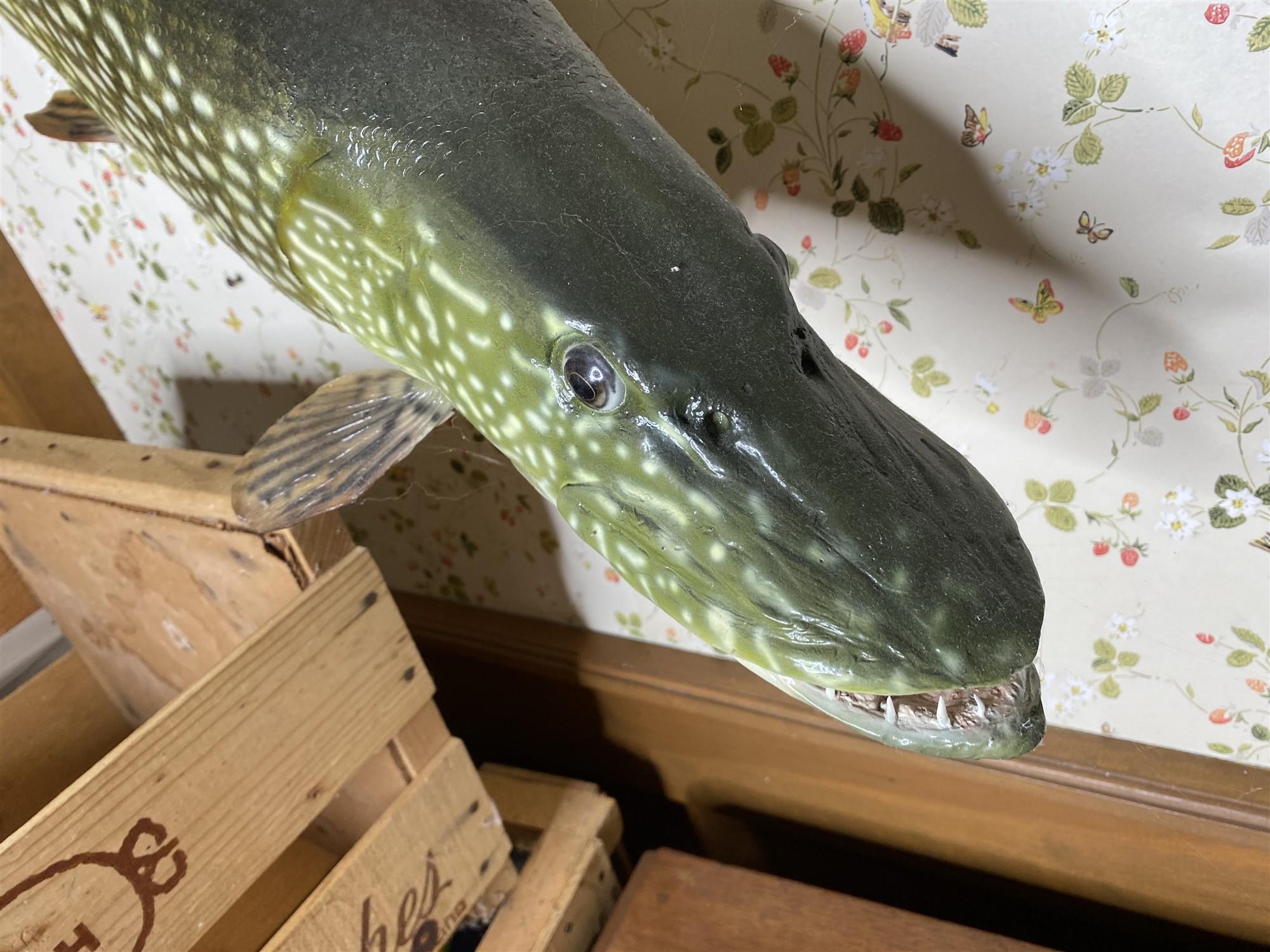 Vintage Freshwater Mounted Fish - Northern PIke