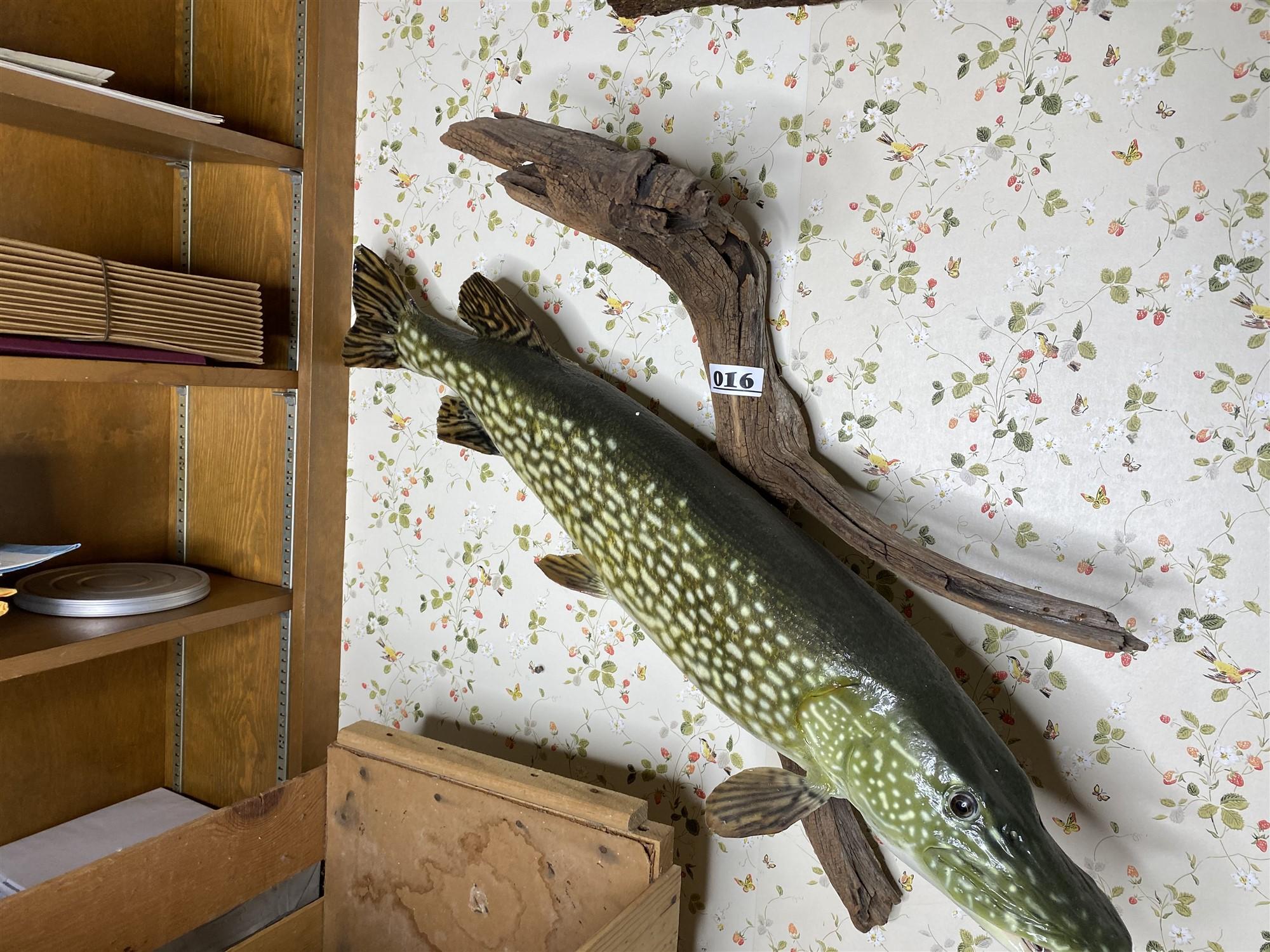 Vintage Freshwater Mounted Fish - Northern PIke