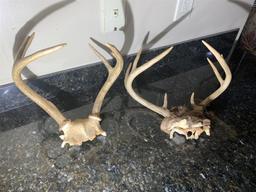 Skull Mounts