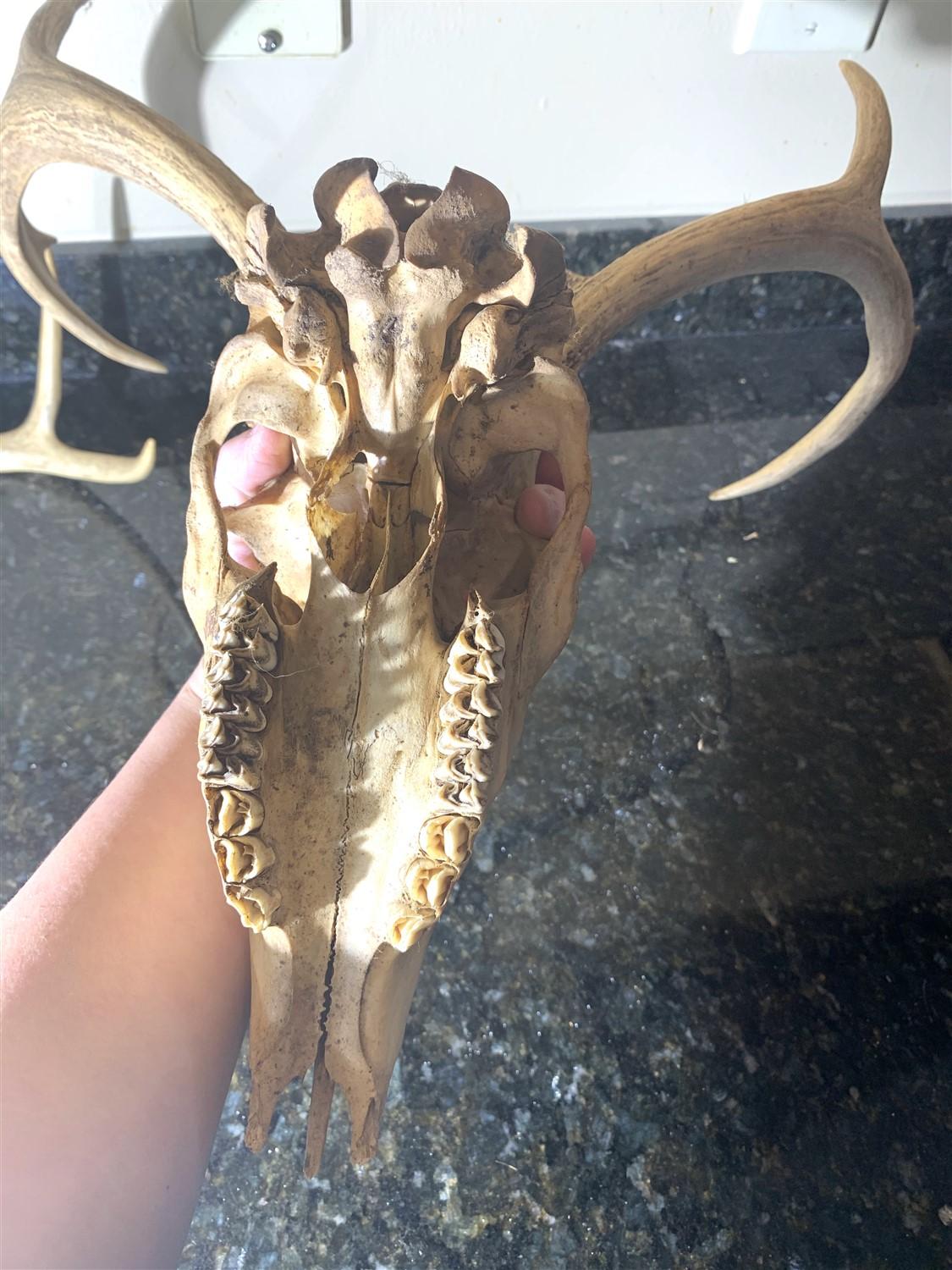 Deer Skull and 3 Shed Antlers